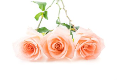 Beyaz arka plan üzerinde Mercan gül