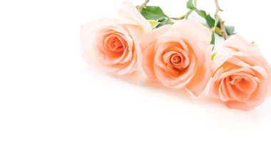 Beyaz arka plan üzerinde Mercan gül