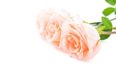 Beyaz arka plan üzerinde Mercan gül