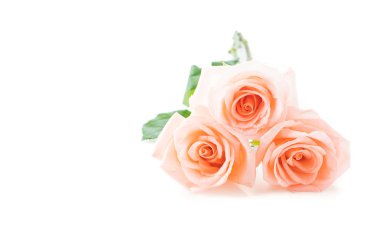 Beyaz arka plan üzerinde Mercan gül