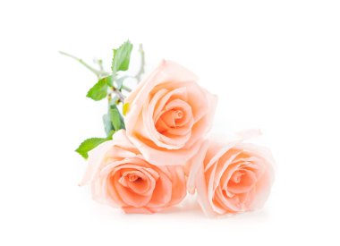 Beyaz arka plan üzerinde Mercan gül