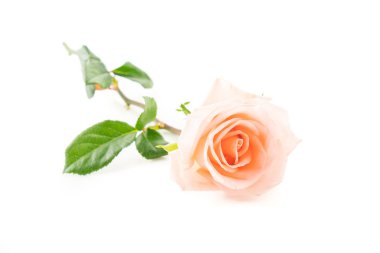 Beyaz arka plan üzerinde Mercan gül