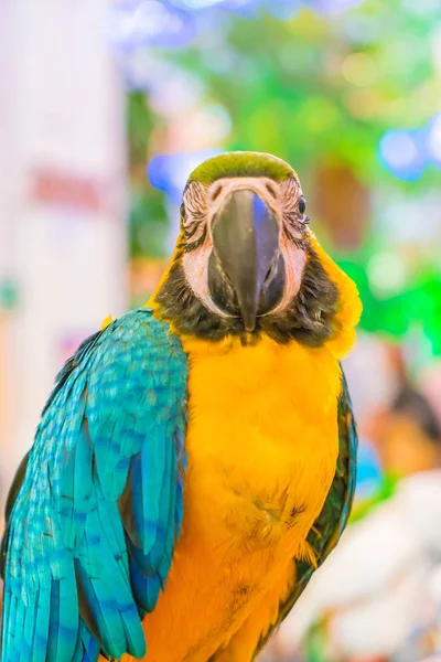 Günlük üzerinde oturan renkli papağanlar — Stok fotoğraf