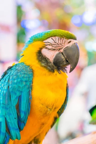 Guacamayos coloridos sentados en tronco —  Fotos de Stock