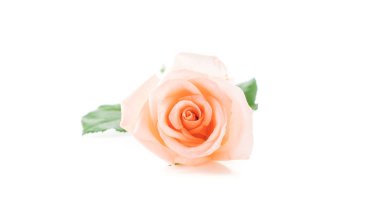 Beyaz arka plan üzerinde Mercan gül