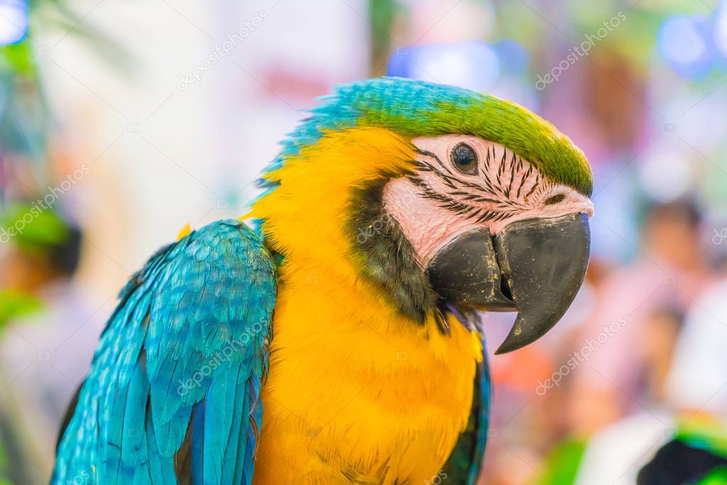 Colorful macaws sitting on log