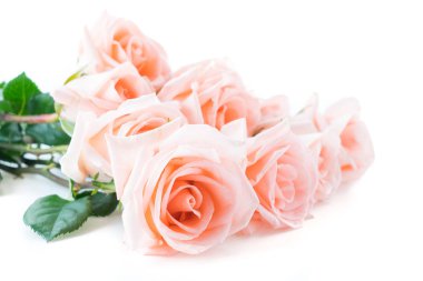 Beyaz arka plan üzerinde Mercan gül