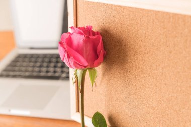 Gül ile kağıt Not 