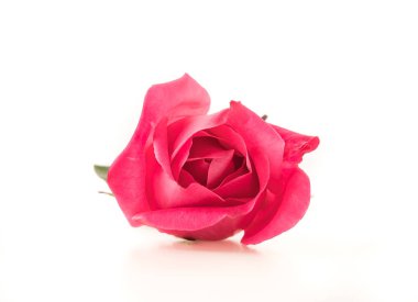 beyaz üzerine pembe Gül