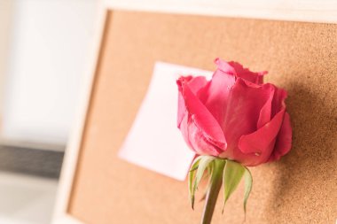 Gül ile kağıt Not 