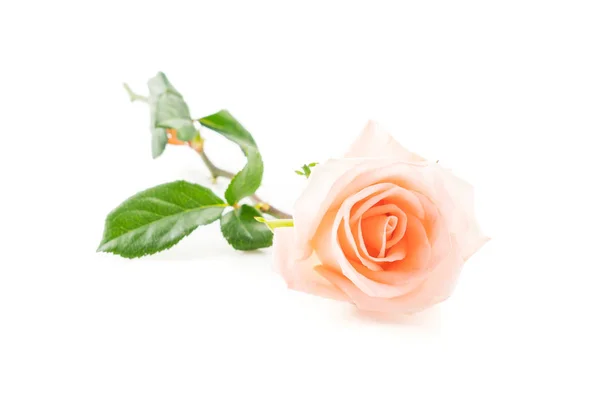 Coral rose on white — Stock Photo, Image