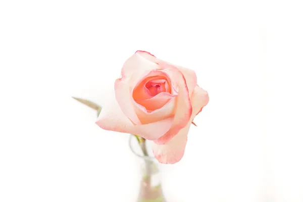 Roze en witte roos — Stockfoto