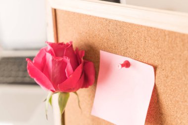 Gül ile kağıt Not 