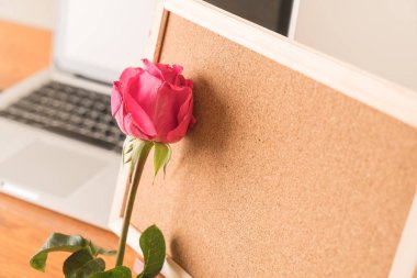 Gül ile kağıt Not 