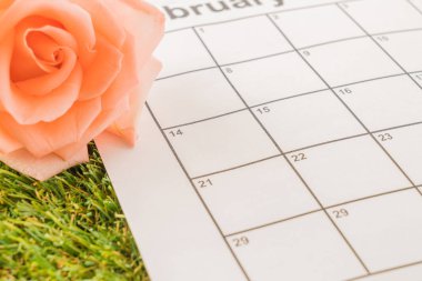 Takvimde gül 