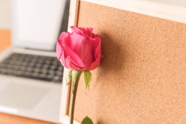 Gül ile kağıt Not 