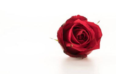 Beyaz üzerine kırmızı gül