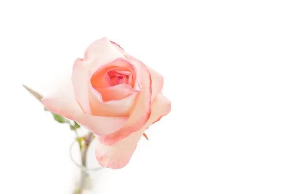 Roze en witte roos — Stockfoto