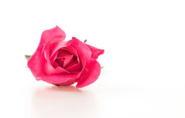 beyaz üzerine pembe Gül