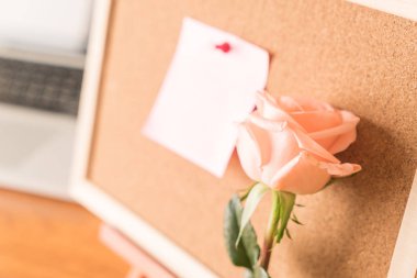 Gül ile kağıt Not 