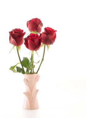 Beyaz arkaplanda kırmızı gül