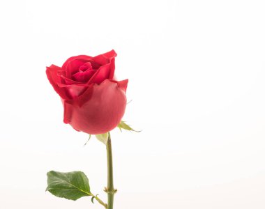 Beyaz arkaplanda kırmızı gül