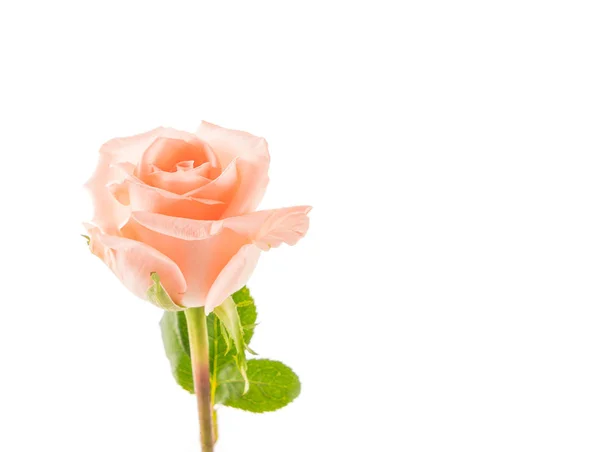 Κοράλι τριαντάφυλλο σε λευκό — Φωτογραφία Αρχείου