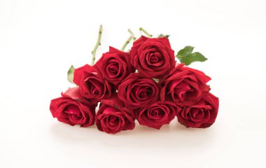 Beyaz arkaplanda kırmızı gül