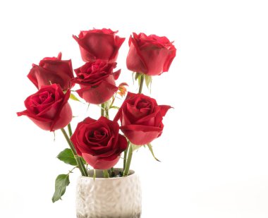 Beyaz arkaplanda kırmızı gül