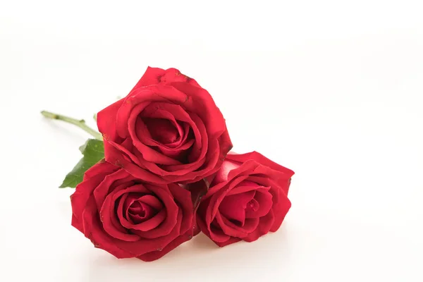Vörös rózsa fehér háttér — Stock Fotó