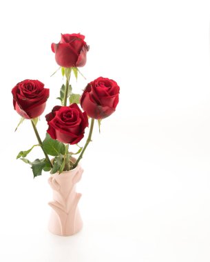 Beyaz arkaplanda kırmızı gül