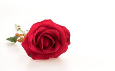 Beyaz arkaplanda kırmızı gül