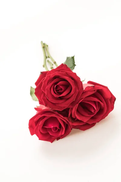 Rosa roja sobre fondo blanco —  Fotos de Stock