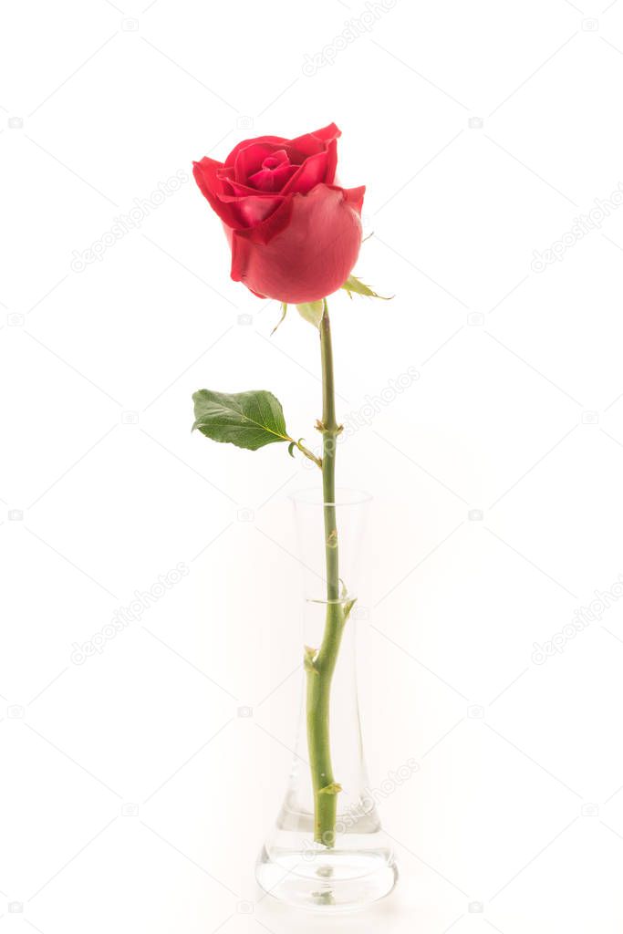 red rose on white background