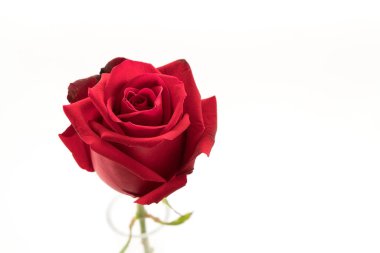 Beyaz üzerine kırmızı gül