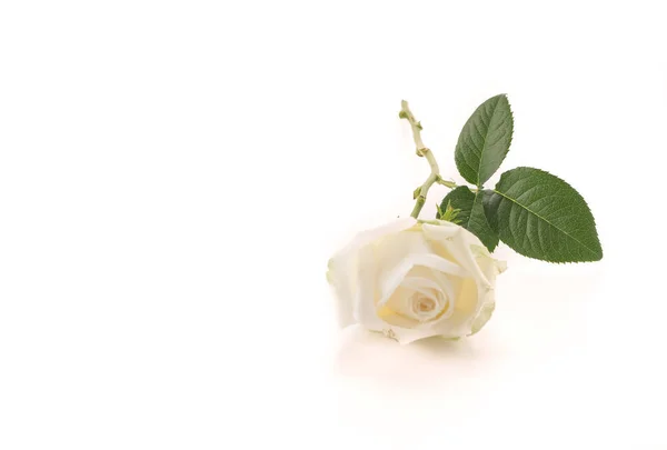 Rosa bianca su bianco — Foto Stock