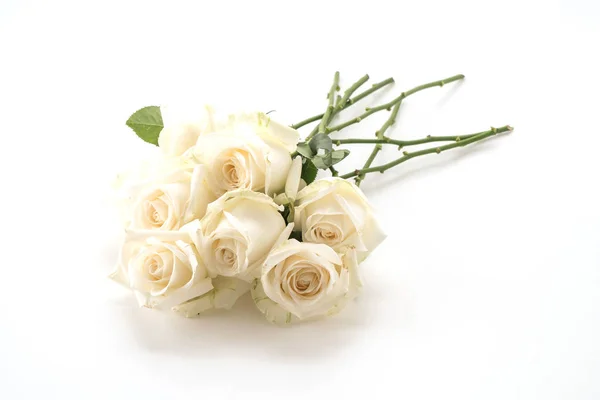 Rosa blanca sobre blanco —  Fotos de Stock