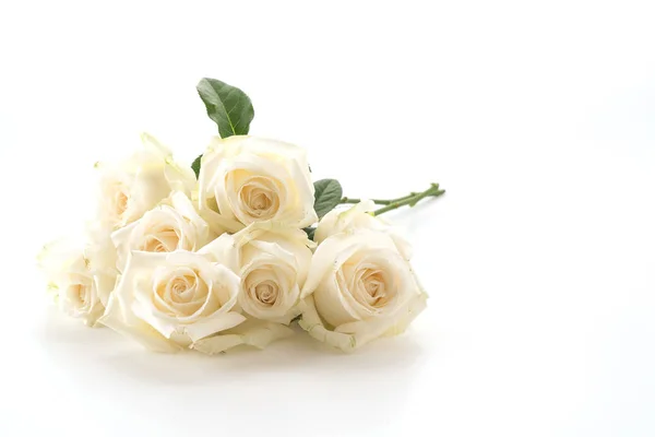 Rose blanche sur blanc — Photo