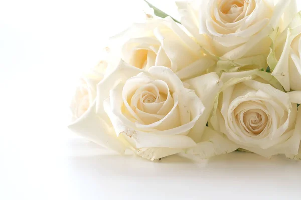 Біла троянда на білому — стокове фото