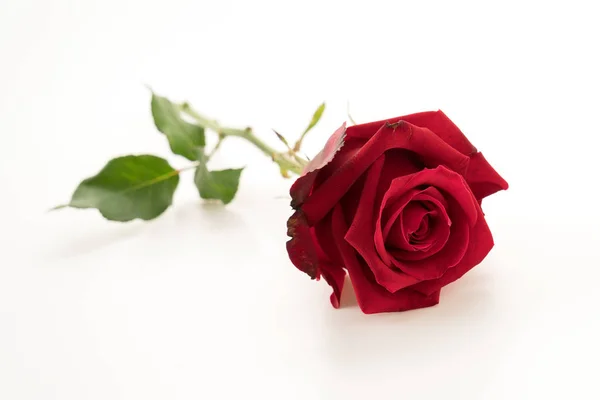 Piros rózsa fehér — Stock Fotó