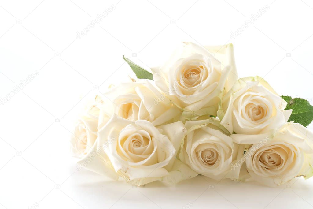 white rose on white