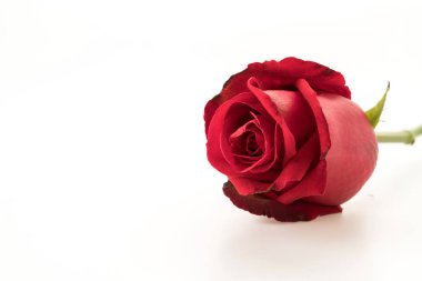 Beyaz üzerine kırmızı gül