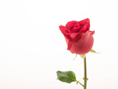 Beyaz üzerine kırmızı gül