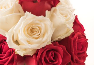 Beyaz üzerine kırmızı gül