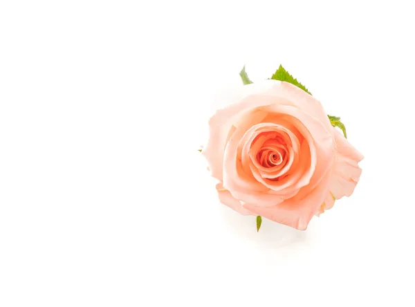 Korálové růže na bílé — Stock fotografie