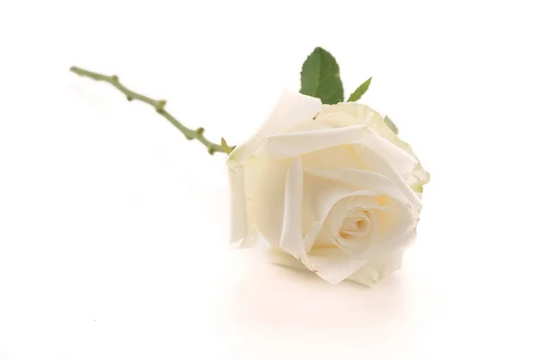 Biała Róża biały — Zdjęcie stockowe