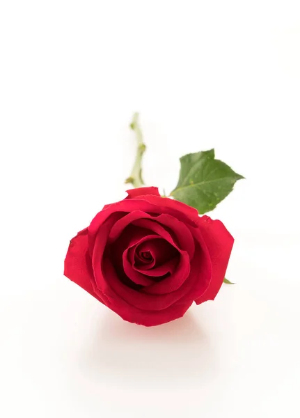 Rosa rossa su bianco — Foto Stock