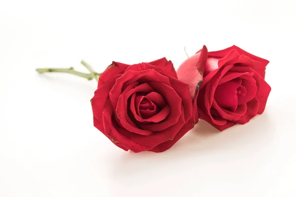 Rosa rossa su bianco — Foto Stock