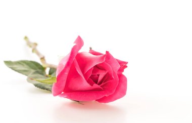 beyaz üzerine pembe Gül