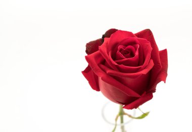 Beyaz üzerine kırmızı gül